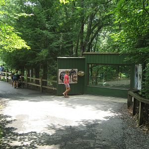 upper viewing area - gray wolf