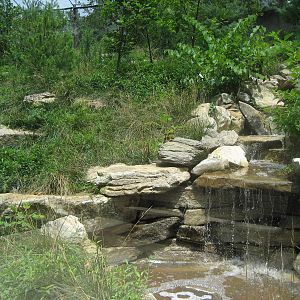 red wolf exhibit waterfall