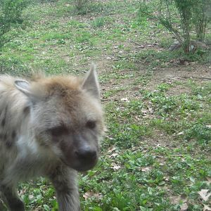 Face to Face with a Hyena