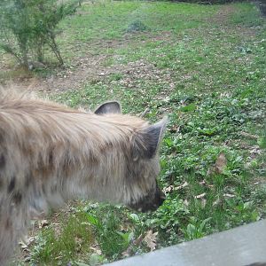 Spotted Hyena