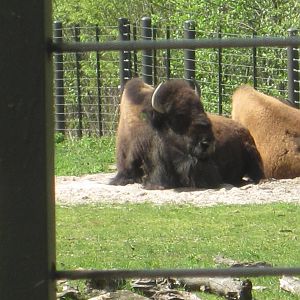 American Bison