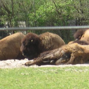 American Bison