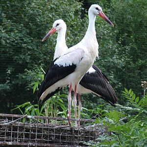 European White Stork at Vogelpark Heddesheim, 06/09/10