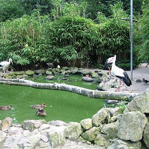 Central Aviary at Vogelpark Heddesheim, 06/09/10