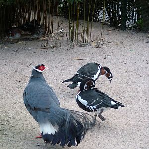 Pheasant and Geese at Vogelpark Heddesheim, 06/09/10