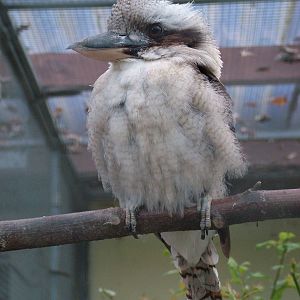 Laughing Kookaburra at Vogelpark Heddesheim, 06/09/10