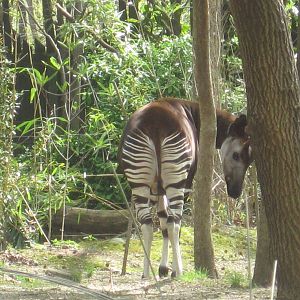 Okapi