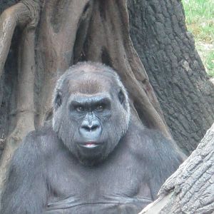 Western Lowland Gorilla