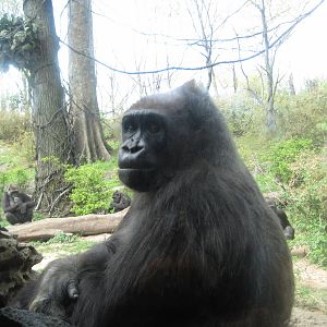 Gorilla