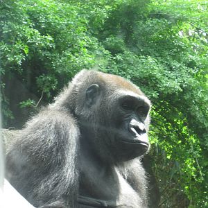 Western Lowland Gorilla