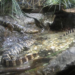 Baby Alligators