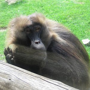 Gelada Baboon
