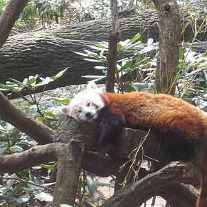 Red Panda