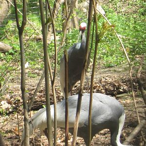 White-Naped Cranes