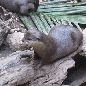 Asian Small-Clawed Otter