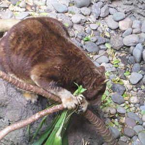 Matschie's Tree Kangaroo