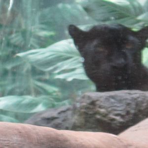 Black Leopard