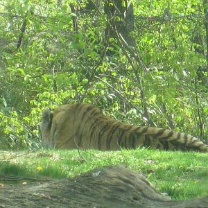 Amur Tiger