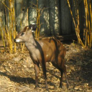 Tufted Deer