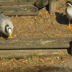 Bar-Headed Geese