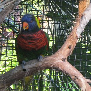 Lorikeet