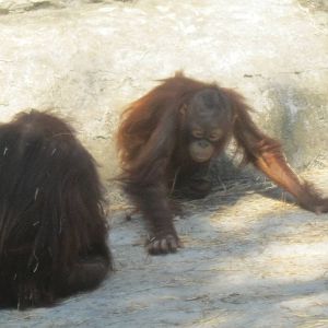 Bornean Orangutans
