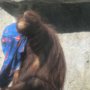 Orangutan Pants