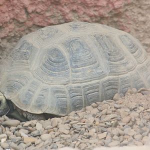 Elongated tortoise