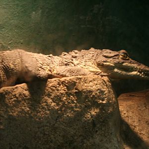 Morelet's crocodile