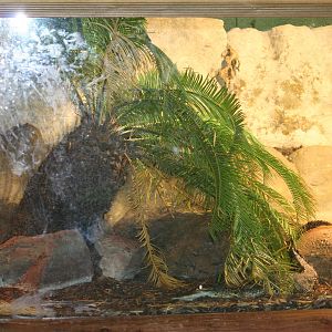 Morelet's crocodile exhibit