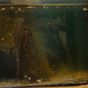 Japanese fire-bellied newts