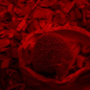 Lesser hedgehog tenrec