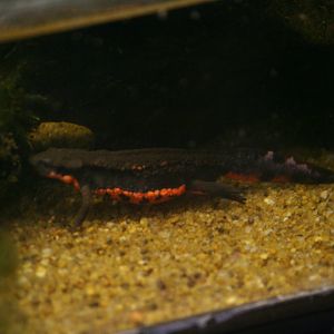 Japanese fire-bellied newt