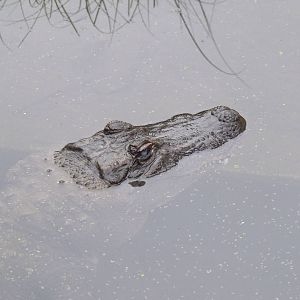 Auckland Zoo Alligator