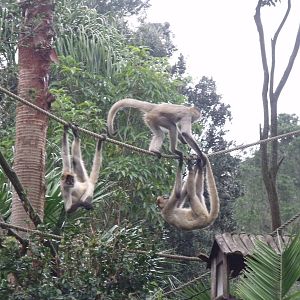 Auckland Zoo Spider Monkey