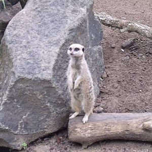 Auckland Zoo Meerkat