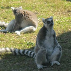 Ring-Tailed Lemurs