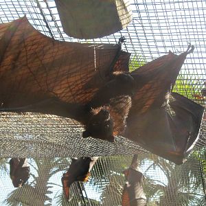 Flying Fox