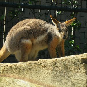 Yellow-Footed Rock Wallaby
