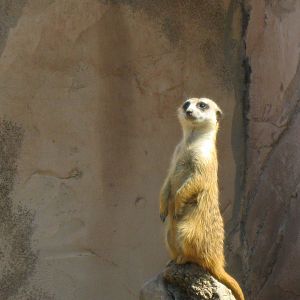 Meerkat