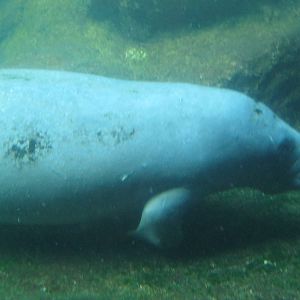 West Indian Manatee