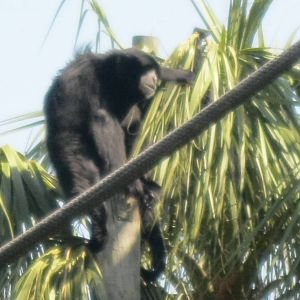 Siamang Gibbon