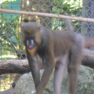 Mandrill