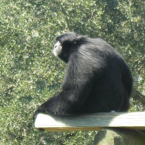 Siamang Gibbon