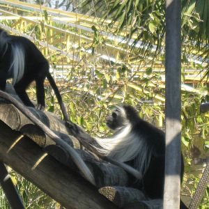 Angolan Black and White Colobus Monkey