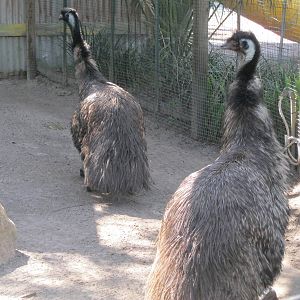 Emus