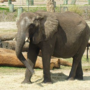 African Elephant