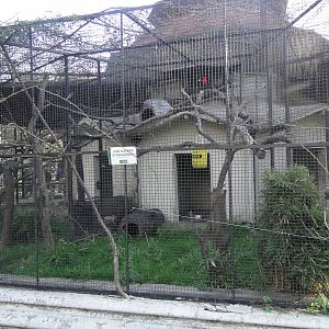 Second Southern Tamandua Cage