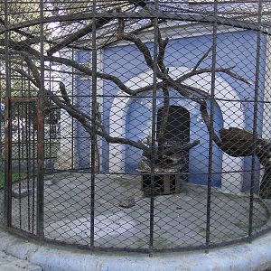 Former Southern Tamandua Cage