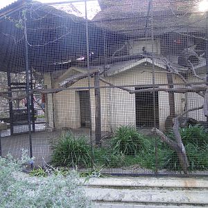 New Southern Tamandua Cage
